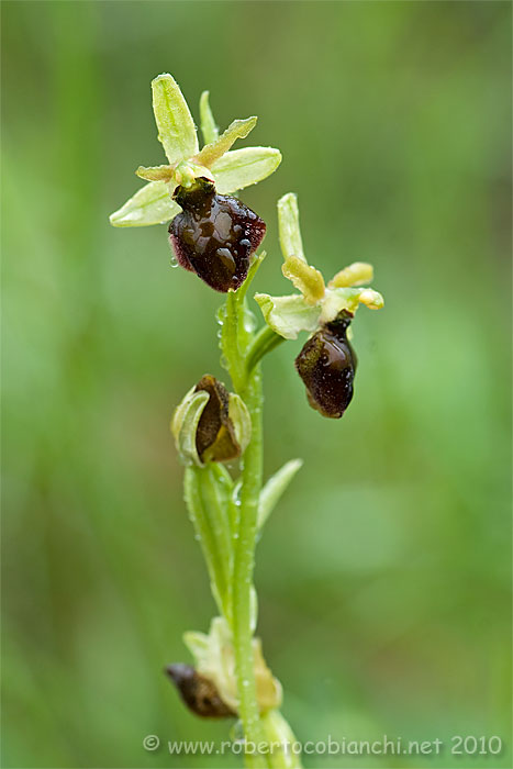 Ophrys da identificare